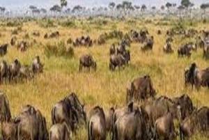 5-Days Friendly Tour: Tanzania Wildlife Joining Safari