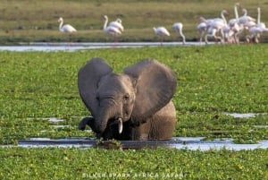 5 Days Gorilla Trek Chimpanzee Bwindi Lake Bunyonyi Entebbe