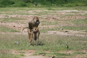 5 Days Gorilla Trek Chimpanzee Bwindi Lake Bunyonyi Entebbe