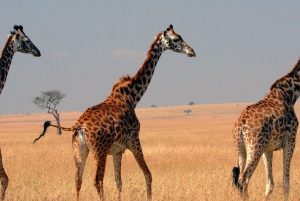 5 Tage Gruppensafari in die Maasai Mara, zum Nakurusee und nach Naivasha