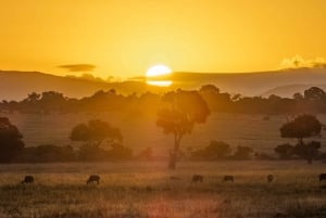 5 dages gruppesafari til Maasai Mara, Nakuru-søen og Naivasha