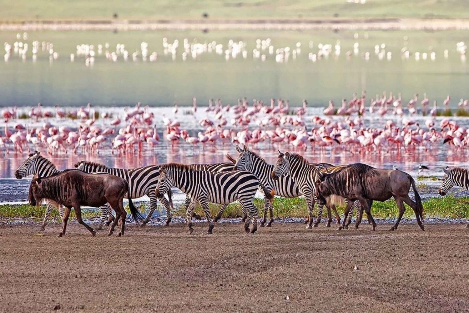 5 dagars gruppsafari i Serengeti, Ngorongoro och sjön Manyara