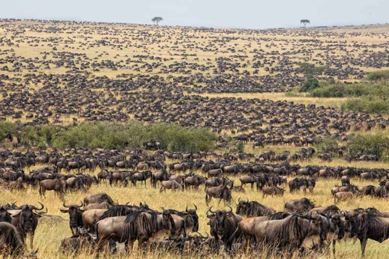 5 dagars gruppresa till Serengeti, Ngorongoro och Tarangire