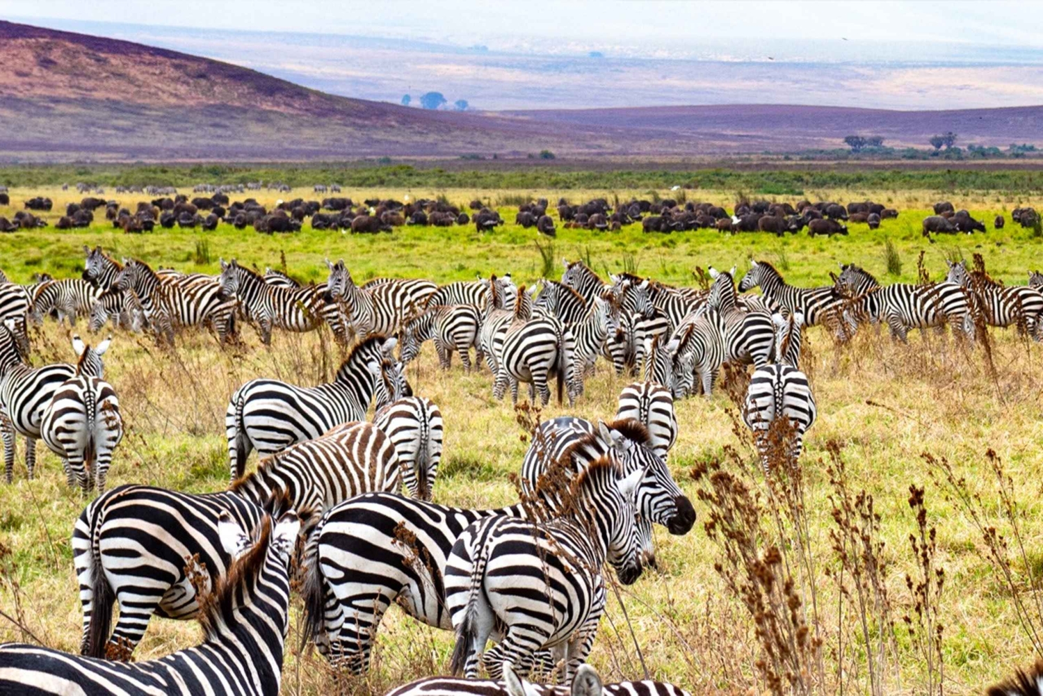 5 dagars gruppresa till Serengeti, Ngorongoro och Tarangire