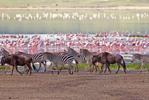 5 dagars gruppresa till Serengeti, Ngorongoro och Tarangire
