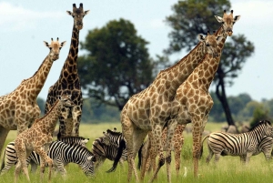 5 dagars gruppresa till Serengeti, Ngorongoro och Tarangire