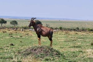ケニアプライベートサファリ5日間 | マサイマラ、ナクル湖、ナイヴァシャ