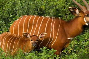 5 Tage, Masai Mara, Nakuru-See & Amboseli-Park – Ultimative Safari