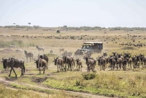 5 dagar, Masai Mara, Lake Nakuru & Amboseli Park Ultimate Safari