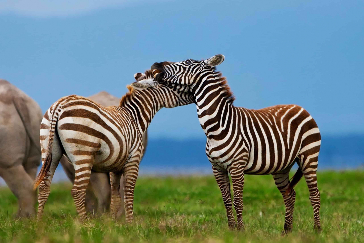 Safári particular de 5 dias em Masai Mara, Lago Nakuru e Lago Naivasha