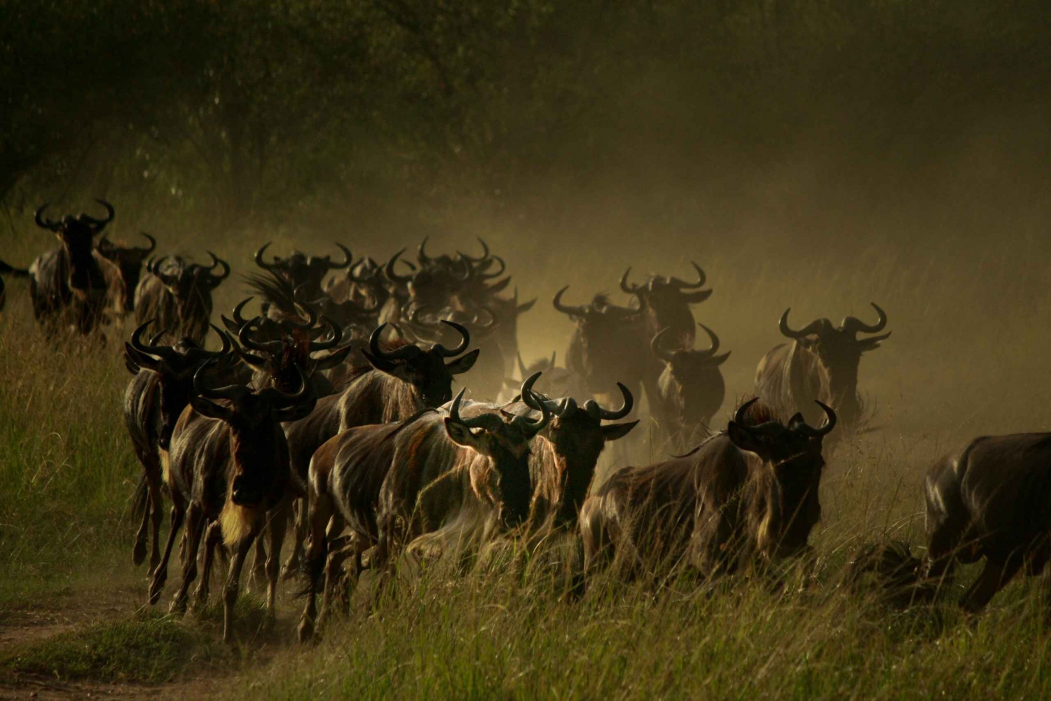 5 days Masai Mara Wildebeest Migration Safari