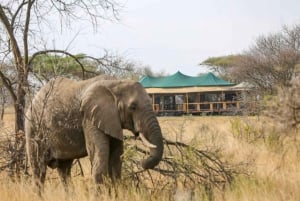 5 dni migracji, Tarangire, Serengeti i Ngorongoro
