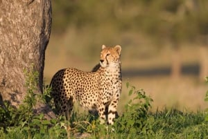 5 dni migracji, Tarangire, Serengeti i Ngorongoro