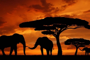 5-Days Photographic Jeep Safari in Masai Mara National Park