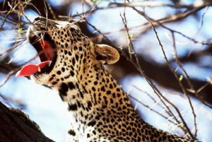 5 giorni di safari a Tsavo East, West e Amboseli da Mombasa