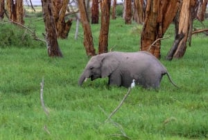 5 giorni di safari a Tsavo East, West e Amboseli da Mombasa