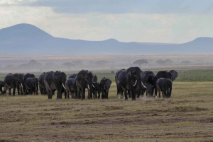 5 giorni di safari a Tsavo East, West e Amboseli da Mombasa