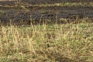 Safari guiado de 4x4 de 5 horas no Parque Nacional de Nairobi com recolha gratuita