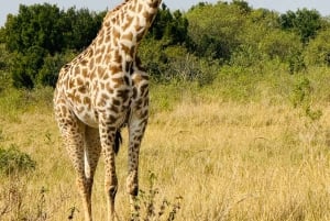 Safari guiado de 4x4 de 5 horas no Parque Nacional de Nairobi com recolha gratuita