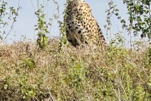 Safari guiado de 4x4 de 5 horas no Parque Nacional de Nairobi com recolha gratuita