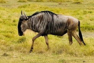 5-Hour Nairobi National Park Guided 4x4 Safari Free Pickup