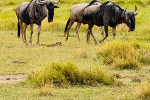 5-Hour Nairobi National Park Guided 4x4 Safari Free Pickup