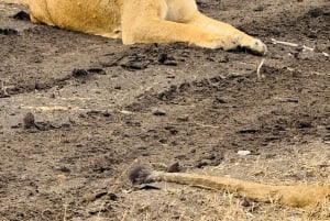 5-Hour Nairobi National Park Guided 4x4 Safari Free Pickup