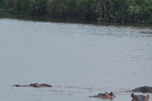 5-godzinna wycieczka samochodem terenowym 4x4 po Parku Narodowym w Nairobi