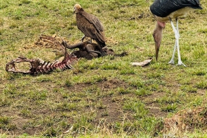 5-Hours Nairobi National Park Game Drive 4x4 Vehicle