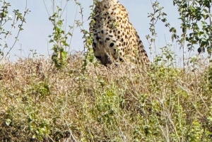 5-Hours Nairobi National Park Game Drive 4x4 Vehicle