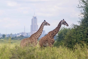 5-Hours Nairobi National Park Game Drive 4x4 Vehicle