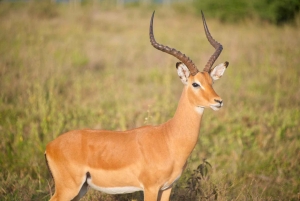 5-Hours Nairobi National Park Game Drive 4x4 Vehicle