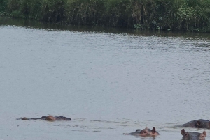 5-Hours Nairobi National Park Game Drive 4x4 Vehicle