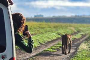 Safari guiado de 4x4 de 5 horas no Parque Nacional de Nairobi com recolha gratuita