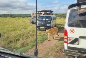 Safari guiado de 4x4 de 5 horas no Parque Nacional de Nairobi com recolha gratuita
