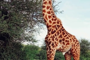 Safari guiado de 4x4 de 5 horas no Parque Nacional de Nairobi com recolha gratuita