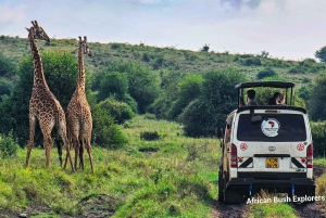 Safari guiado de 4x4 de 5 horas no Parque Nacional de Nairobi com recolha gratuita