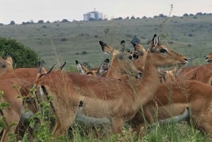 Safari guiado de 4x4 de 5 horas no Parque Nacional de Nairobi com recolha gratuita