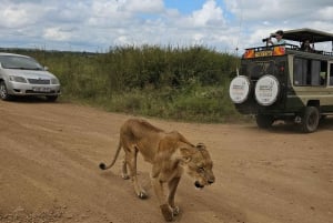 Safari guiado de 4x4 de 5 horas no Parque Nacional de Nairobi com recolha gratuita