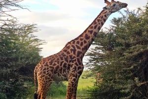 Safari guiado de 4x4 de 5 horas no Parque Nacional de Nairobi com recolha gratuita