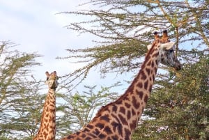 Safari guiado de 4x4 de 5 horas no Parque Nacional de Nairobi com recolha gratuita