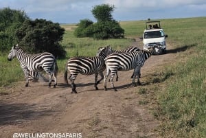 Safari guiado de 4x4 de 5 horas no Parque Nacional de Nairobi com recolha gratuita