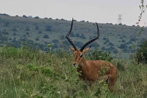 Safari guiado de 4x4 de 5 horas no Parque Nacional de Nairobi com recolha gratuita