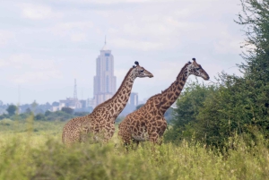5 Hours Nairobi National Park Guided Tour with Free Pickup