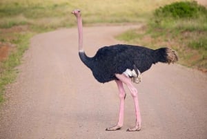 5 Hours Nairobi National Park Guided Tour with Free Pickup