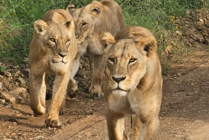 5時間ナイロビ国立公園ガイド付きツアー（無料送迎付き）