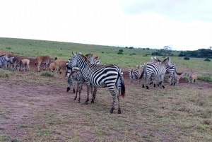 5時間ナイロビ国立公園ガイド付きツアー（無料送迎付き）
