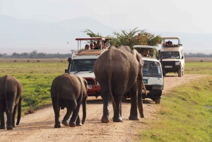 5Day Amboseli, Lake Naivasha & Mara - Mid-Range Jeep Safari