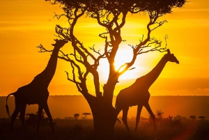5Day Amboseli, Lake Naivasha & Mara - Mid-Range Jeep Safari