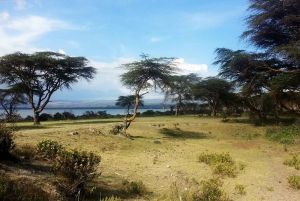 5days group safari, Maasai mara, nakuru and naivasha